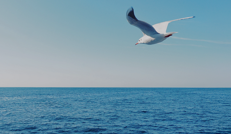 Gaviota